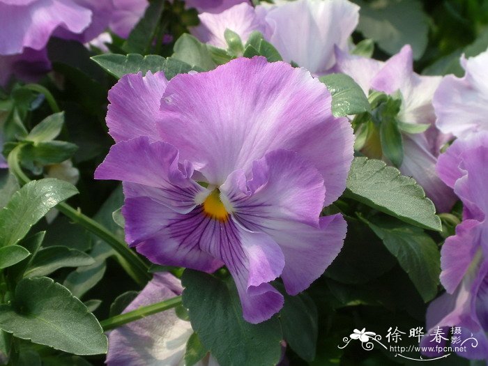 三色堇Viola tricolor