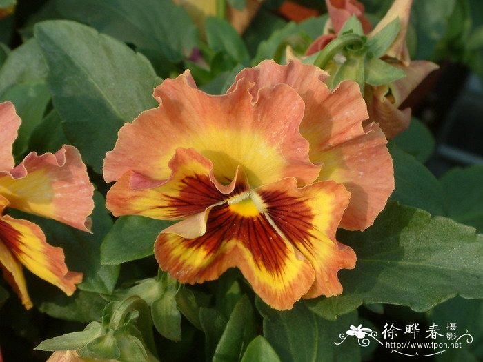 三色堇Viola tricolor 三色堇Viola tricolor