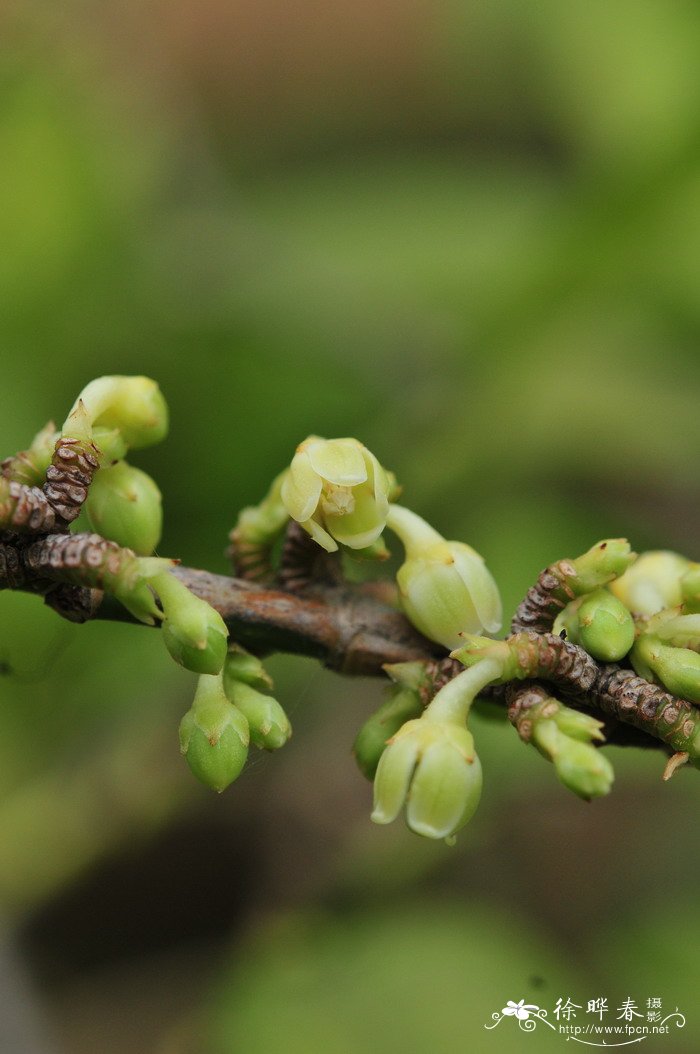 雷诺木Rinorea bengalensis