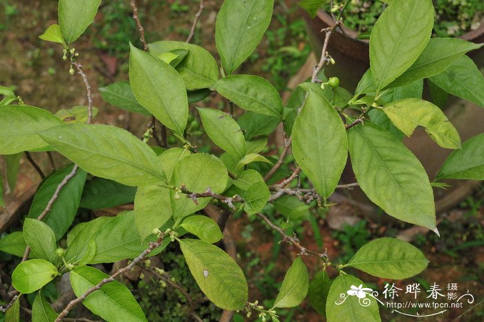 雷诺木Rinorea bengalensis