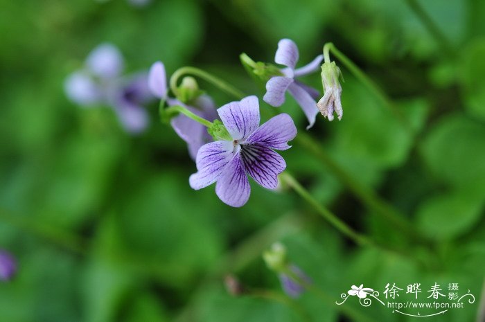 堇菜Viola arcuata 堇菜Viola arcuata