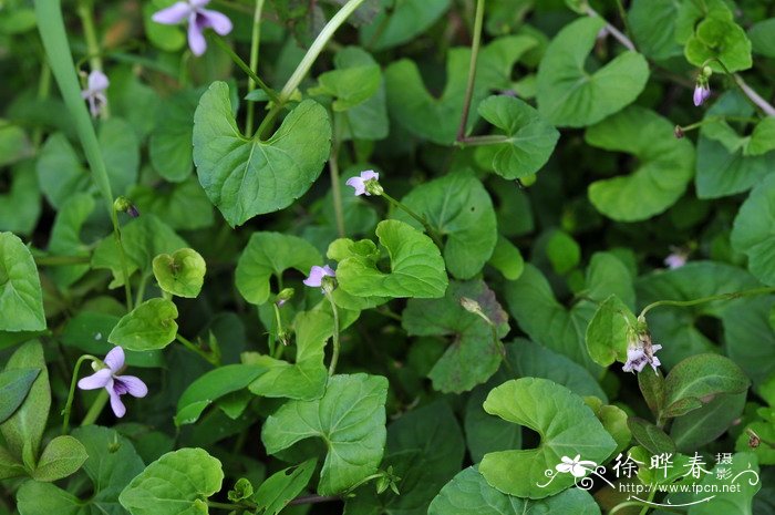堇菜Viola arcuata 堇菜Viola arcuata