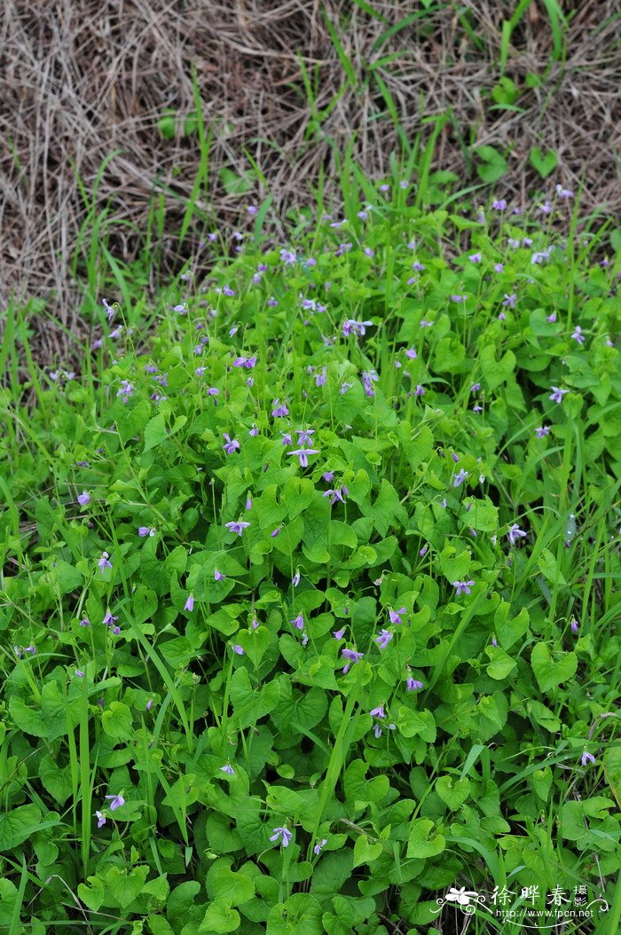 堇菜Viola arcuata