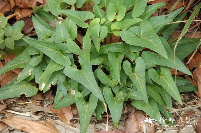 戟叶堇菜Viola betonicifolia 戟叶堇菜Viola betonicifolia