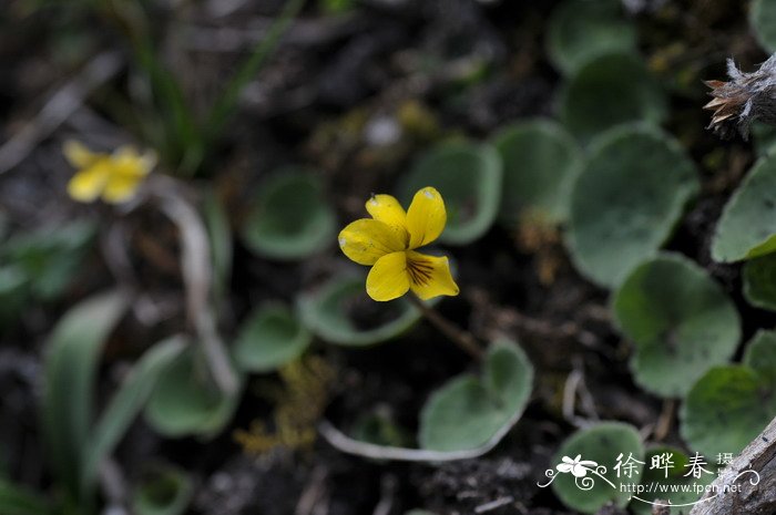 圆叶小堇菜Viola biflora var. rockiana 圆叶小堇菜Viola biflora var. rockiana