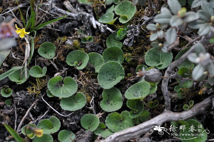 圆叶小堇菜Viola biflora var. rockiana 圆叶小堇菜Viola biflora var. rockiana