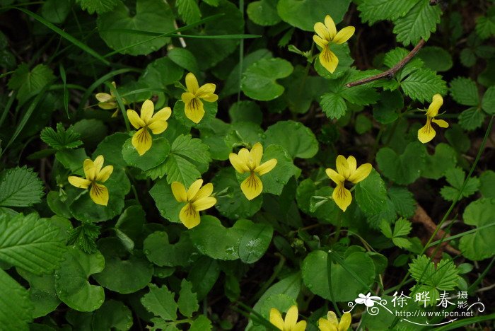 双花堇菜Viola biflora 双花堇菜Viola biflora