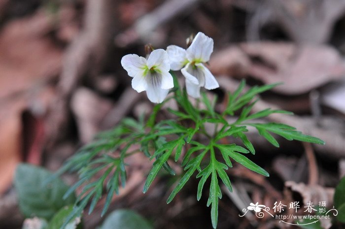 南山堇菜Viola chaerophylloides