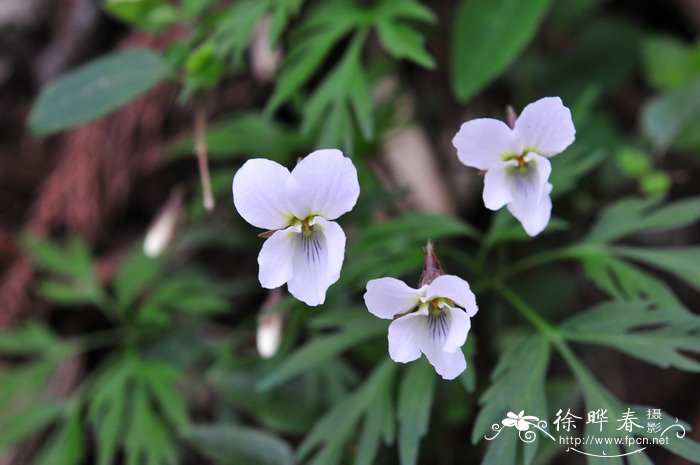南山堇菜Viola chaerophylloides 南山堇菜Viola chaerophylloides