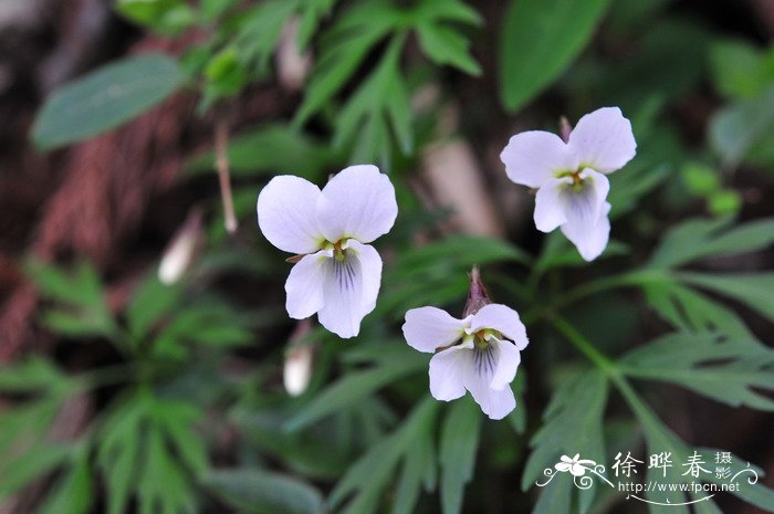 南山堇菜Viola chaerophylloides