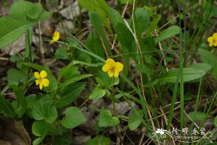 灰叶堇菜Viola delavayi 灰叶堇菜Viola delavayi