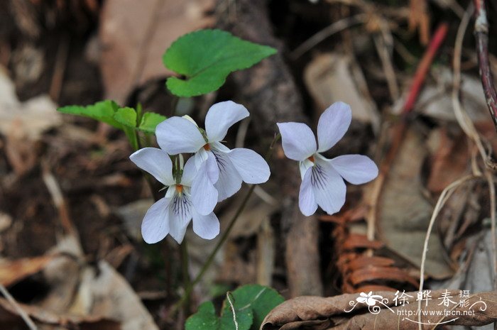 紫花堇菜Viola grypoceras 紫花堇菜Viola grypoceras