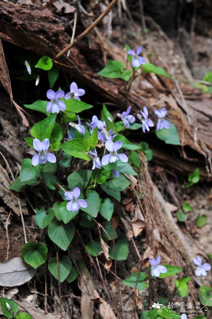 紫花堇菜Viola grypoceras 紫花堇菜Viola grypoceras