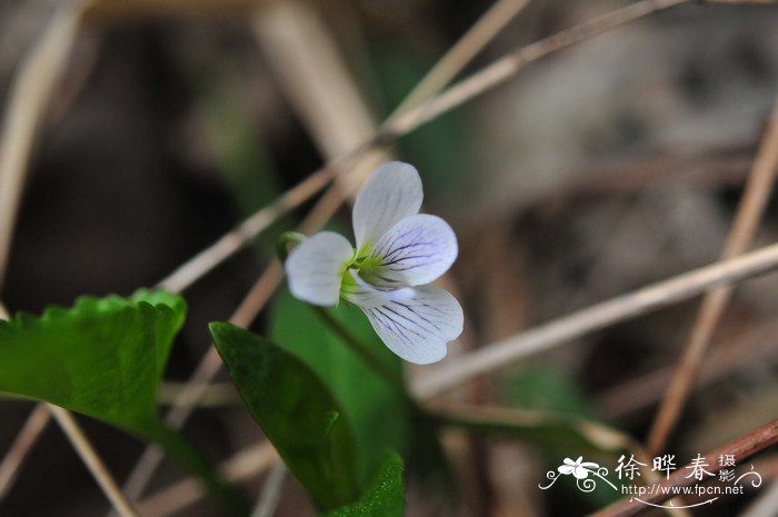 长萼堇菜Viola inconspicua