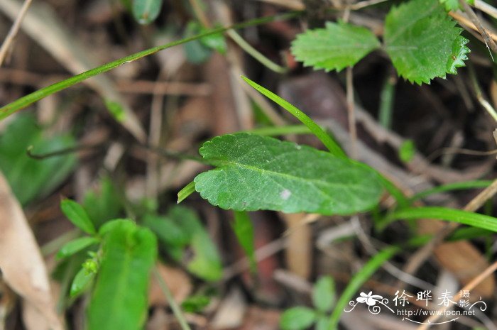 长萼堇菜Viola inconspicua