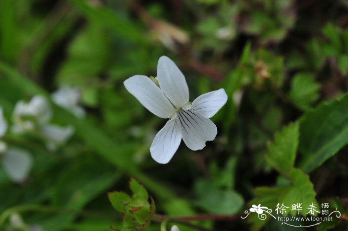 白花堇菜Viola lactiflora