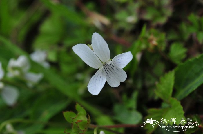白花堇菜Viola lactiflora 白花堇菜Viola lactiflora