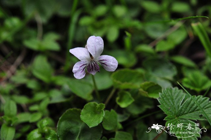 圆叶堇菜Viola striatella 圆叶堇菜Viola striatella