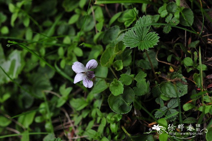 圆叶堇菜Viola striatella 圆叶堇菜Viola striatella