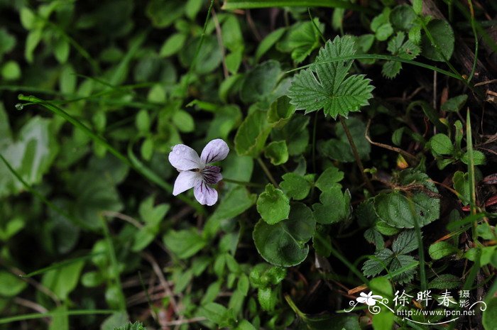 圆叶堇菜Viola striatella