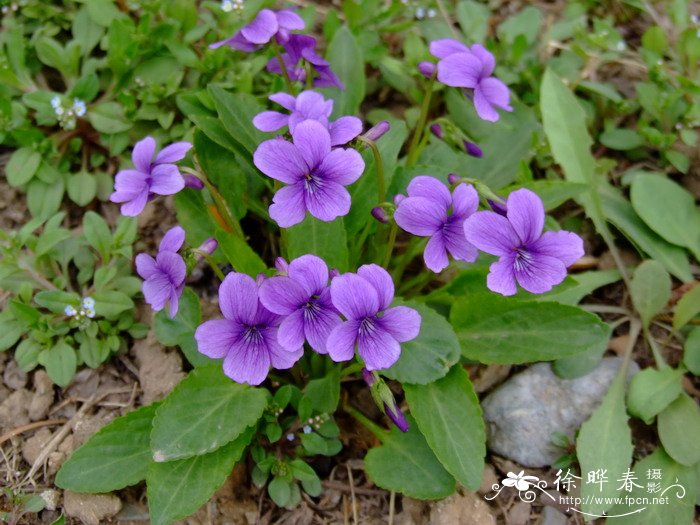紫花地丁Viola philippica