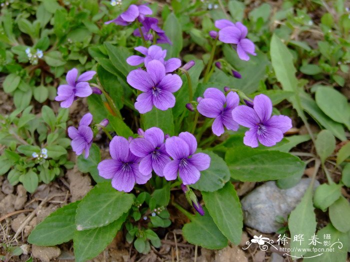 紫花地丁Viola philippica 紫花地丁Viola philippica