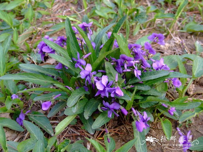 紫花地丁Viola philippica