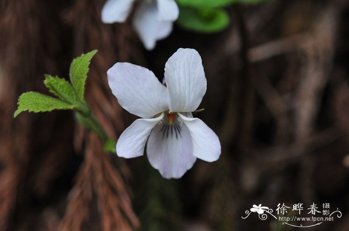 辽宁堇菜Viola rossii 辽宁堇菜Viola rossii