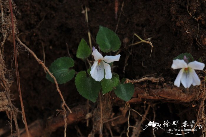 辽宁堇菜Viola rossii 辽宁堇菜Viola rossii