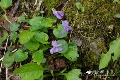 库页堇菜Viola sacchalinensis