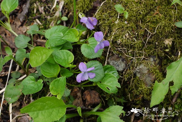 库页堇菜Viola sacchalinensis 库页堇菜Viola sacchalinensis
