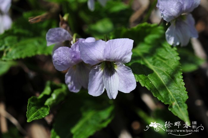 犁头叶堇菜 Viola magnifica