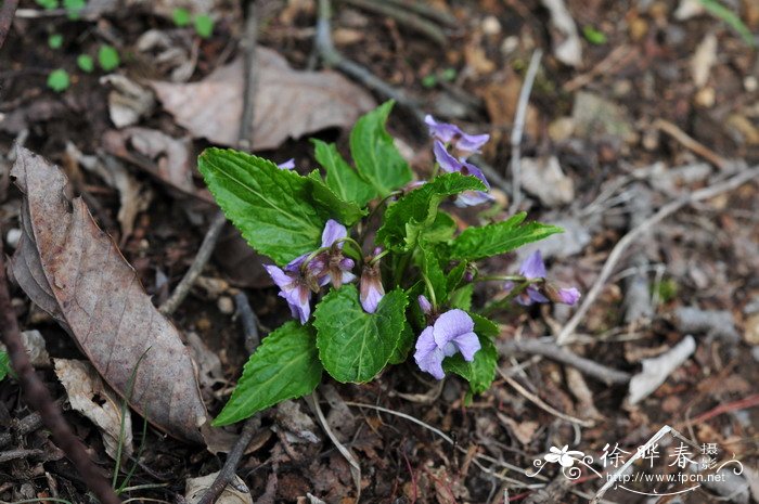 犁头叶堇菜 Viola magnifica 犁头叶堇菜 Viola magnifica