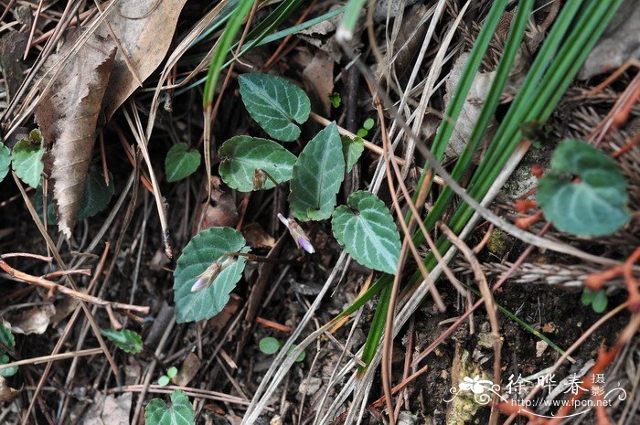 斑叶堇菜Viola variegata 斑叶堇菜Viola variegata