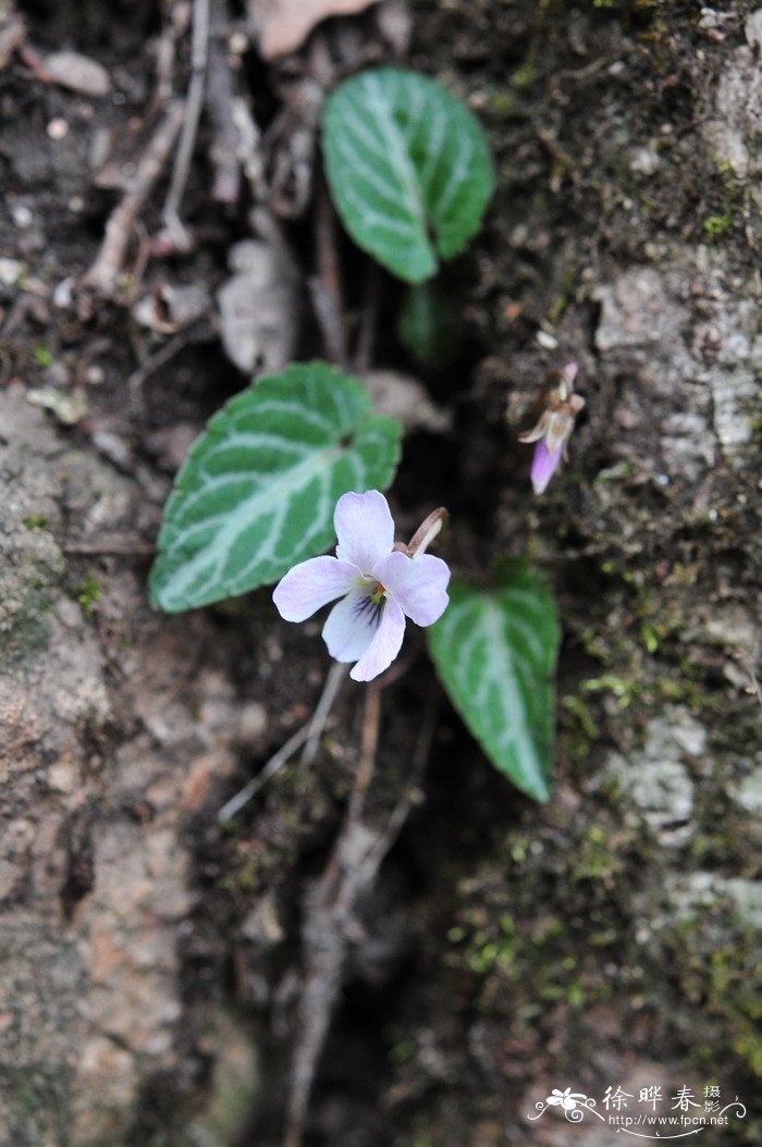 斑叶堇菜Viola variegata 斑叶堇菜Viola variegata