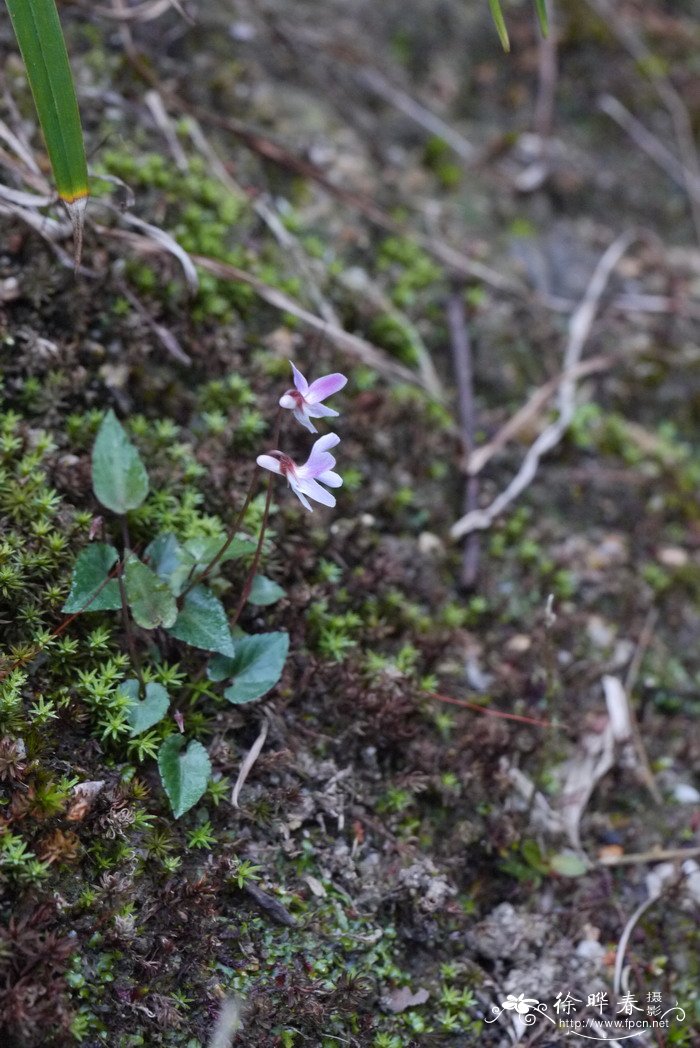 紫背堇菜Viola violacea 紫背堇菜Viola violacea