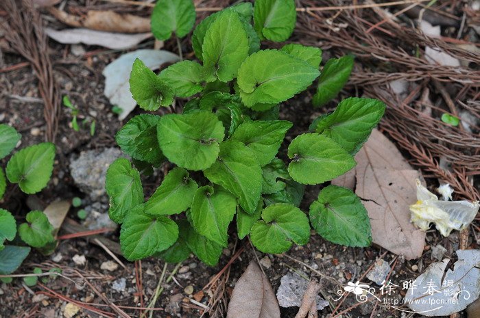 心叶堇菜Viola yunnanfuensis 心叶堇菜Viola yunnanfuensis