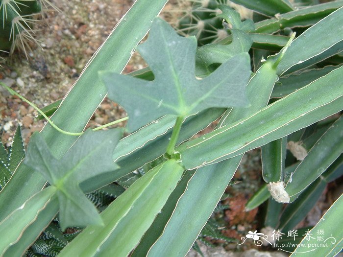 翡翠阁Cissus quadrangularis