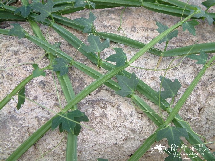 翡翠阁Cissus quadrangularis 翡翠阁Cissus quadrangularis