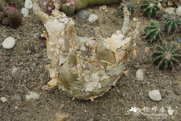 葡萄瓮Cyphostemma juttae 葡萄瓮Cyphostemma juttae