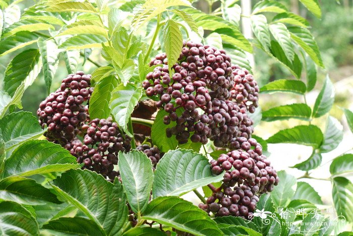 火筒树Leea indica 火筒树Leea indica