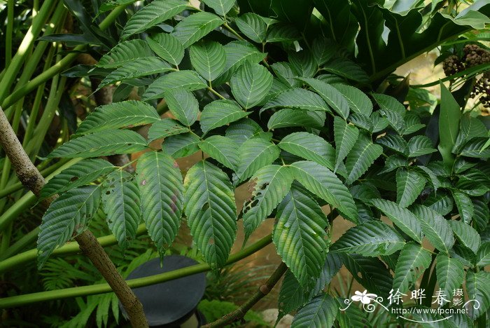 火筒树Leea indica