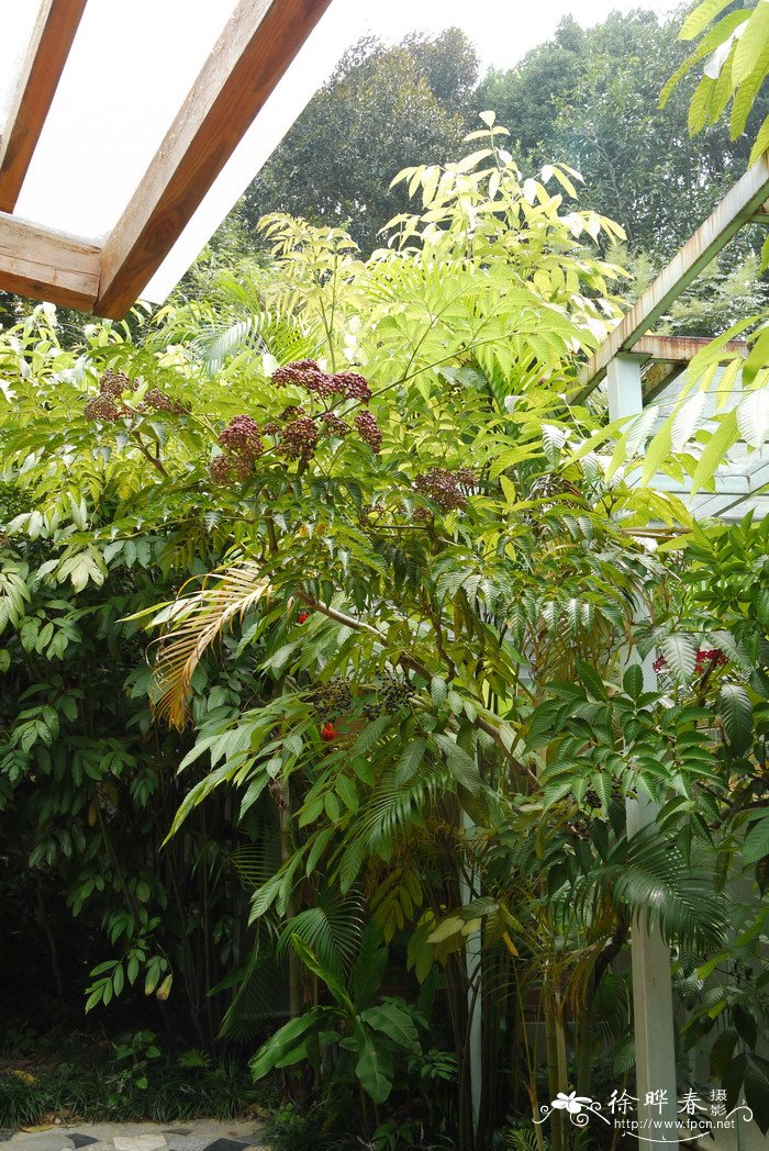 火筒树Leea indica 火筒树Leea indica