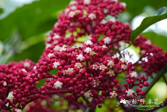 火筒树Leea indica 火筒树Leea indica