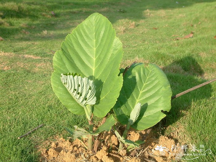 大叶火筒Leea macrophylla