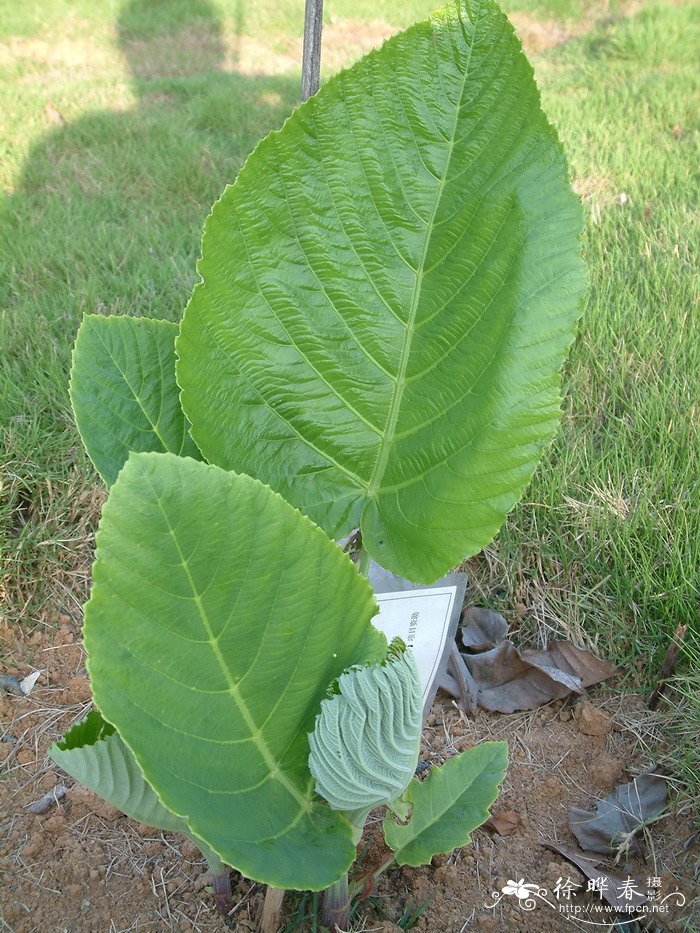 大叶火筒Leea macrophylla