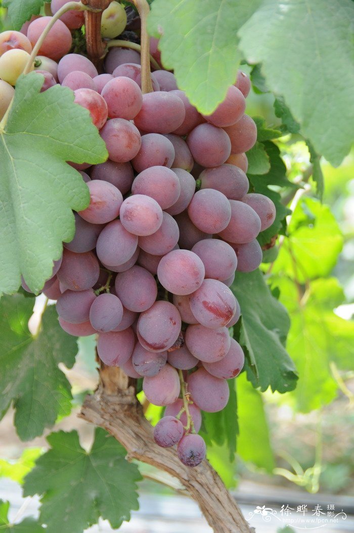 葡萄Vitis vinifera