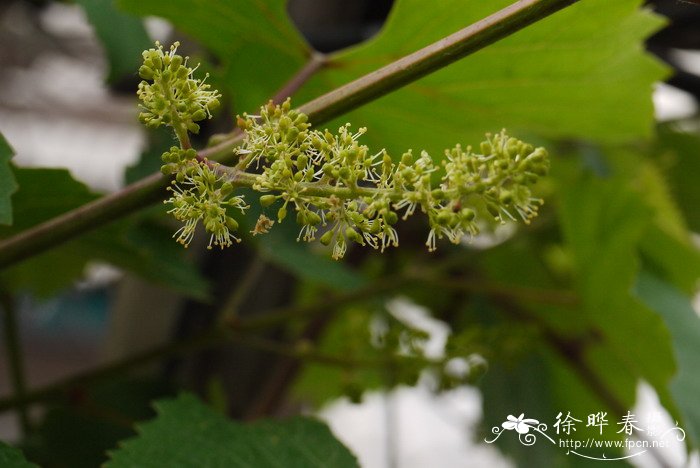 葡萄Vitis vinifera 葡萄Vitis vinifera