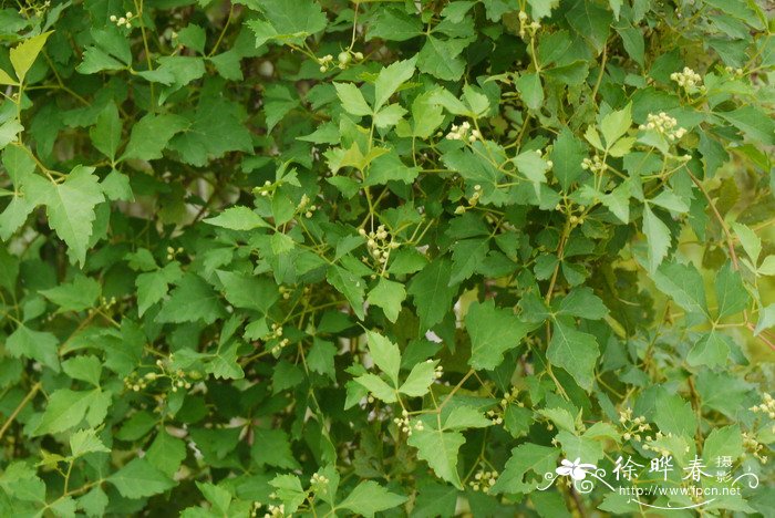 掌裂草葡萄Ampelopsis aconitifolia var. palmiloba 掌裂草葡萄Ampelopsis aconitifolia var. palmiloba