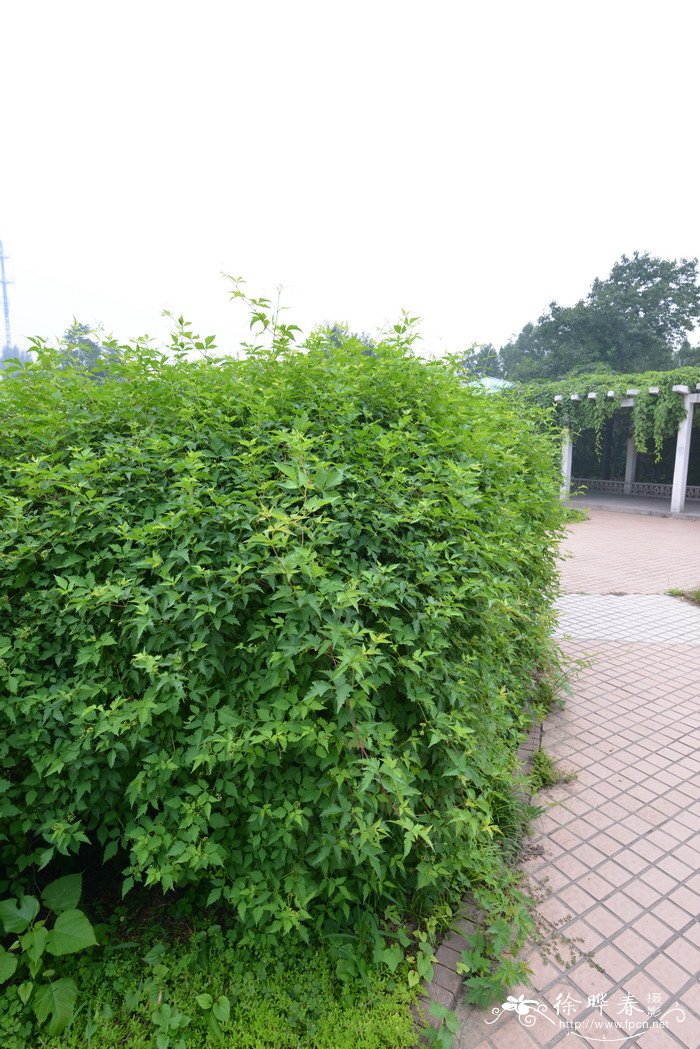 掌裂草葡萄Ampelopsis aconitifolia var. palmiloba 掌裂草葡萄Ampelopsis aconitifolia var. palmiloba